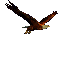 Bild "Maverick Dance:yane-adlerflug.gif"